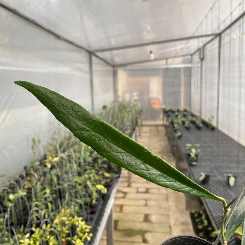 FS36-5 Hoya Sulawesiana Long Leaf