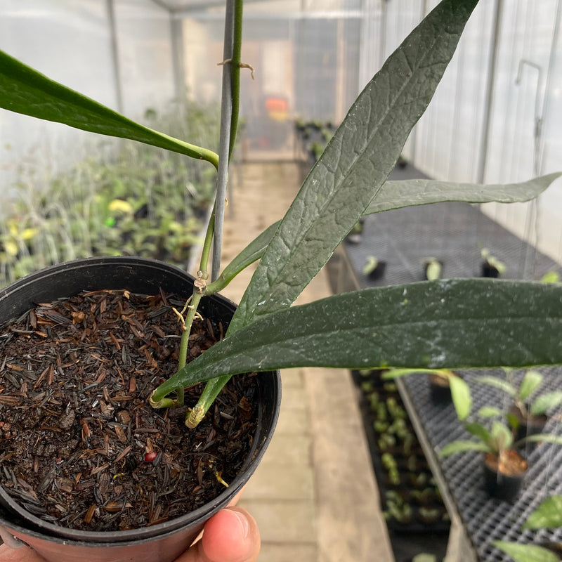 FS36-5 Hoya Sulawesiana Long Leaf