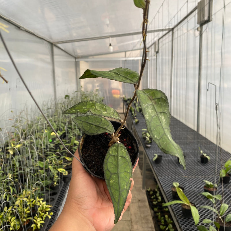 FS39-5 Hoya Clemensiorum SP Borneo