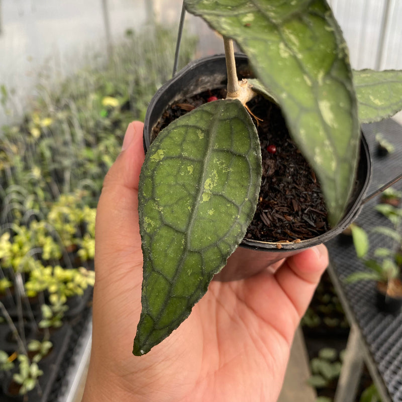FS39-5 Hoya Clemensiorum SP Borneo