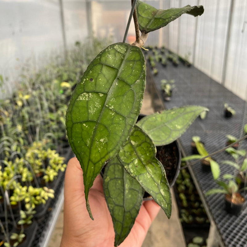 FS39-5 Hoya Clemensiorum SP Borneo