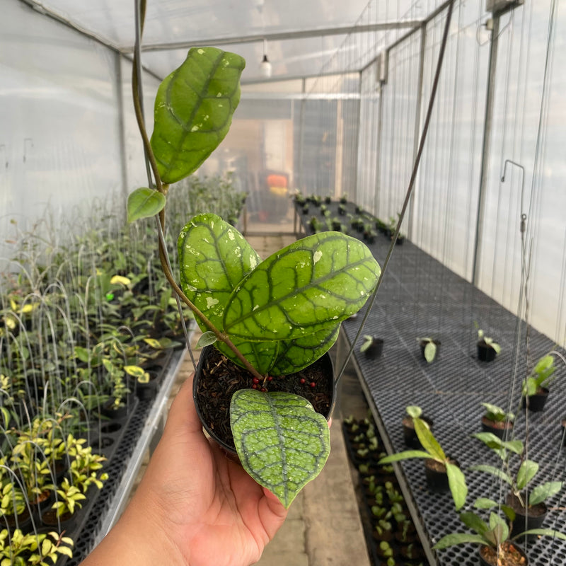 FS40-5 Hoya Callistophylla Venna