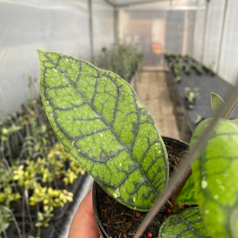 FS40-5 Hoya Callistophylla Venna