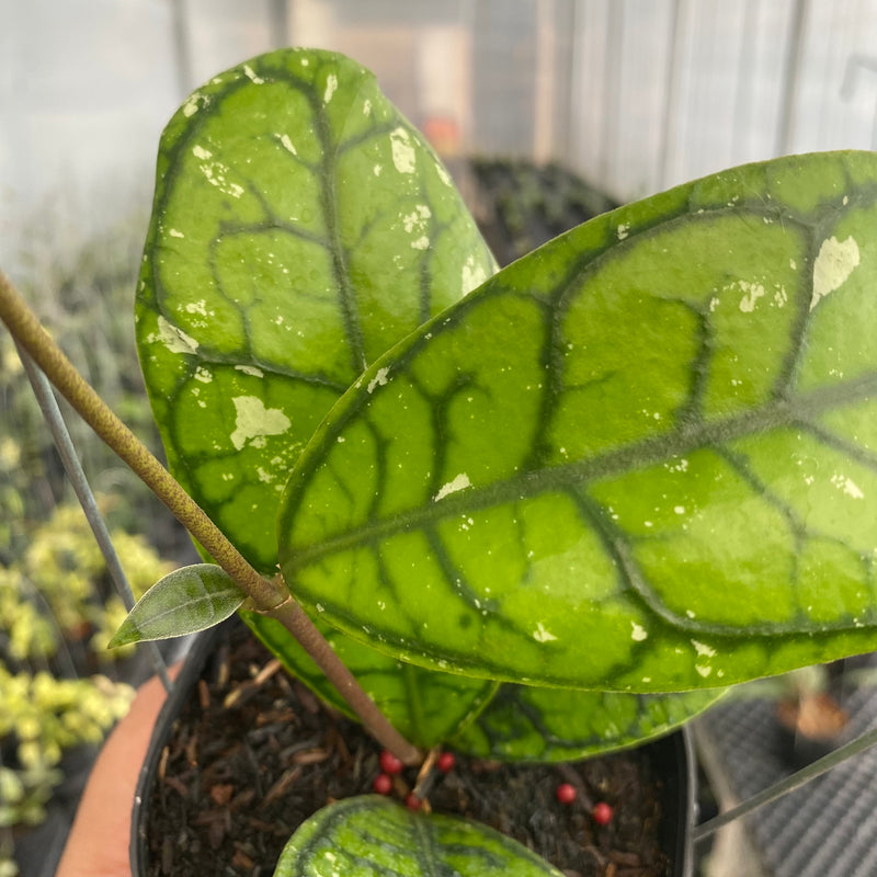 FS40-5 Hoya Callistophylla Venna