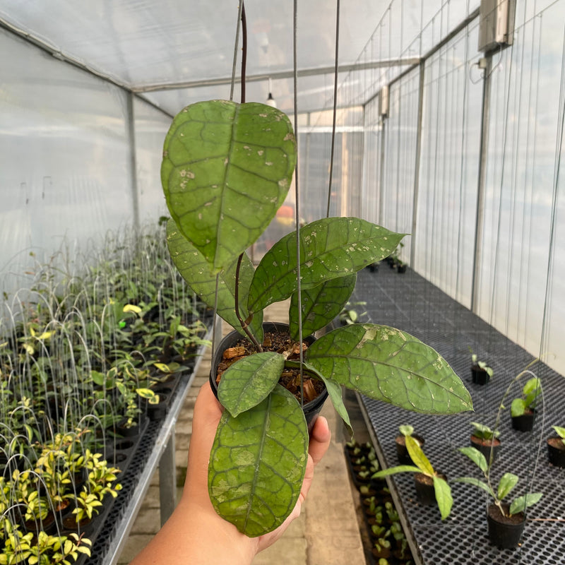 FS41-5 Hoya Finlaysonii