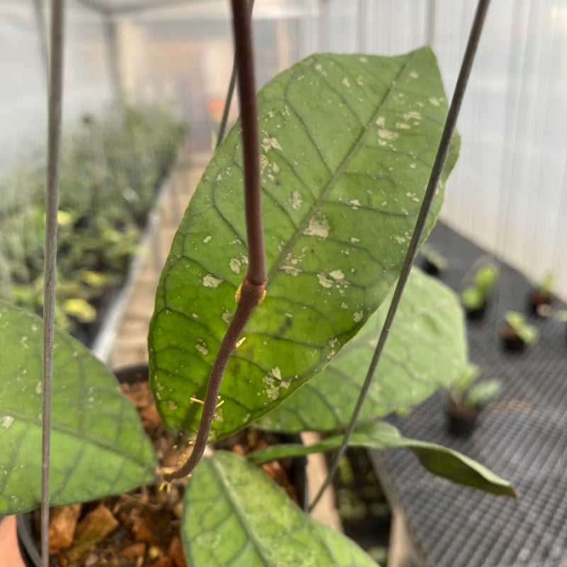 FS41-5 Hoya Finlaysonii