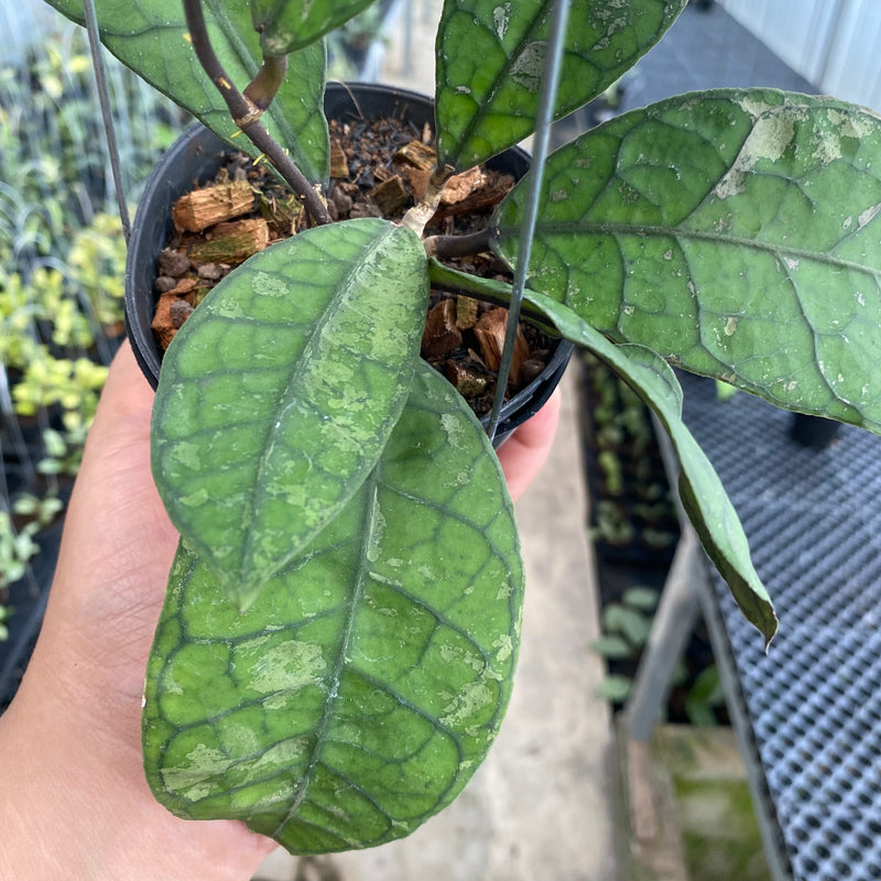 FS41-5 Hoya Finlaysonii