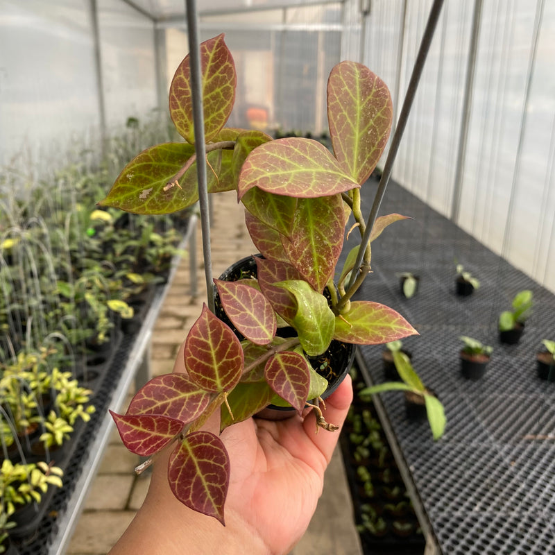 FS44-5 Hoya Sunrise