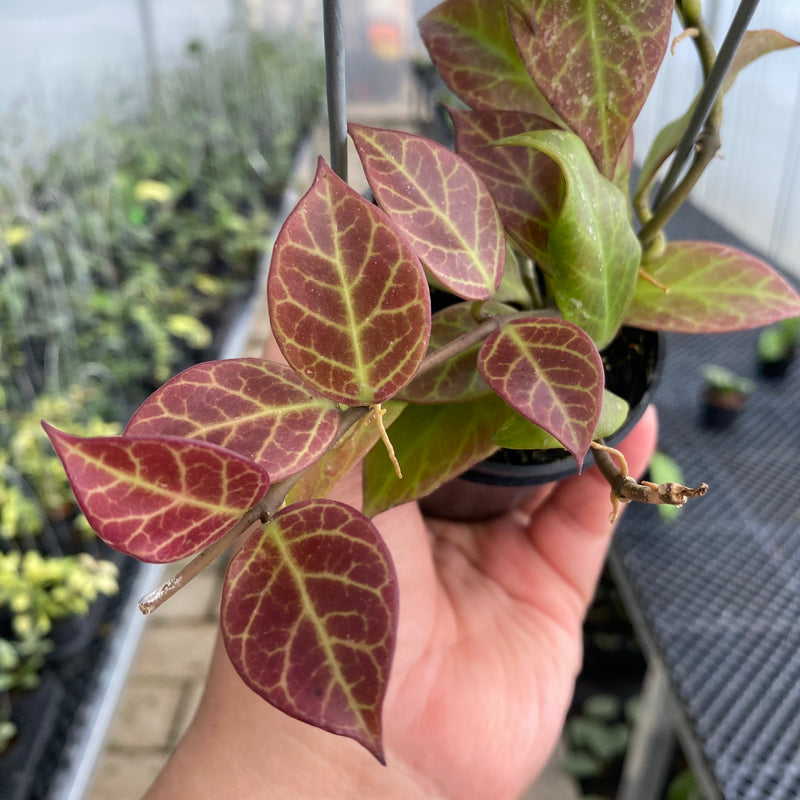 FS44-5 Hoya Sunrise