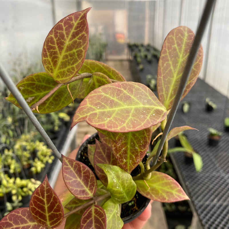 FS44-5 Hoya Sunrise