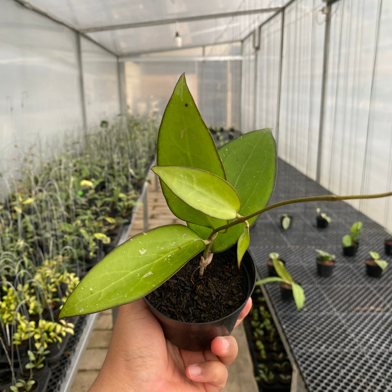 FS45-5 Hoya Vitellina Black Margin