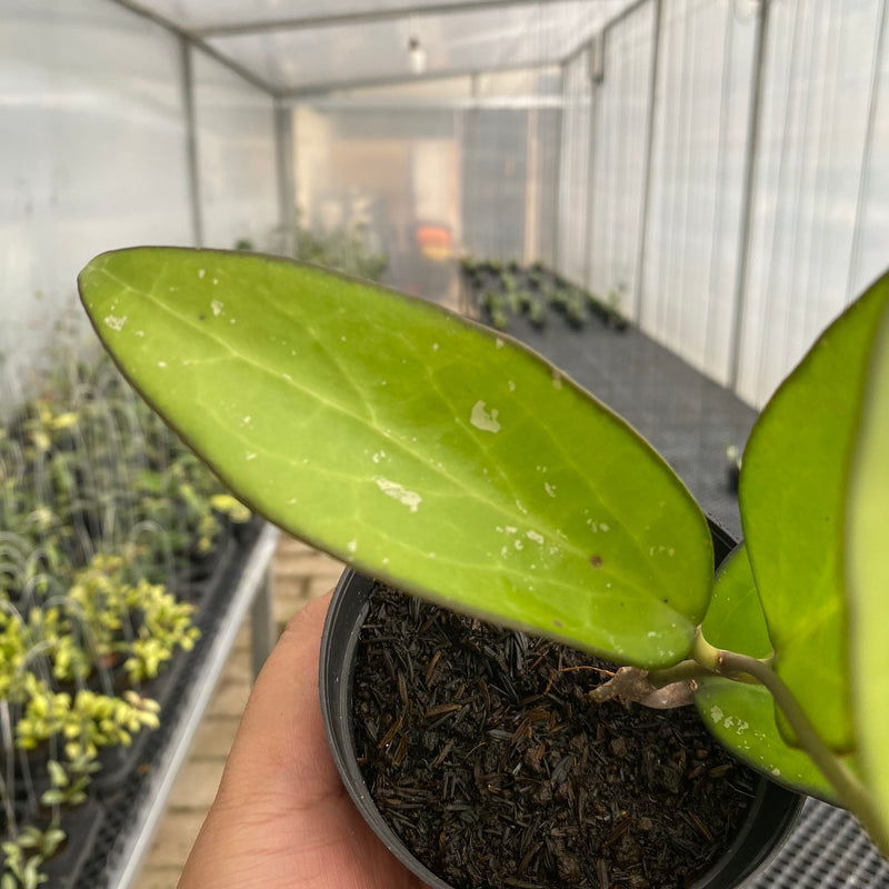 FS45-5 Hoya Vitellina Black Margin