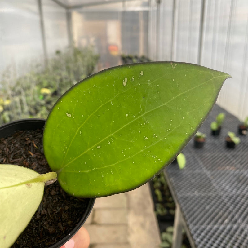 FS45-5 Hoya Vitellina Black Margin