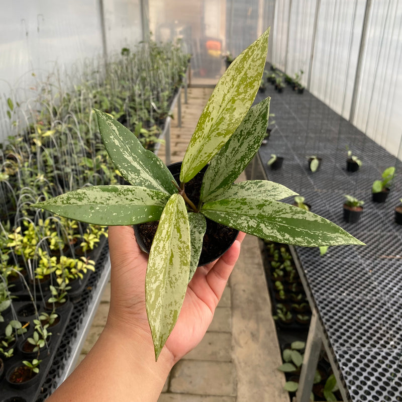FS46-5 Hoya Pubicalyx High Splash