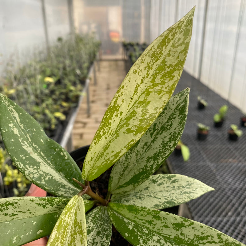 FS46-5 Hoya Pubicalyx High Splash