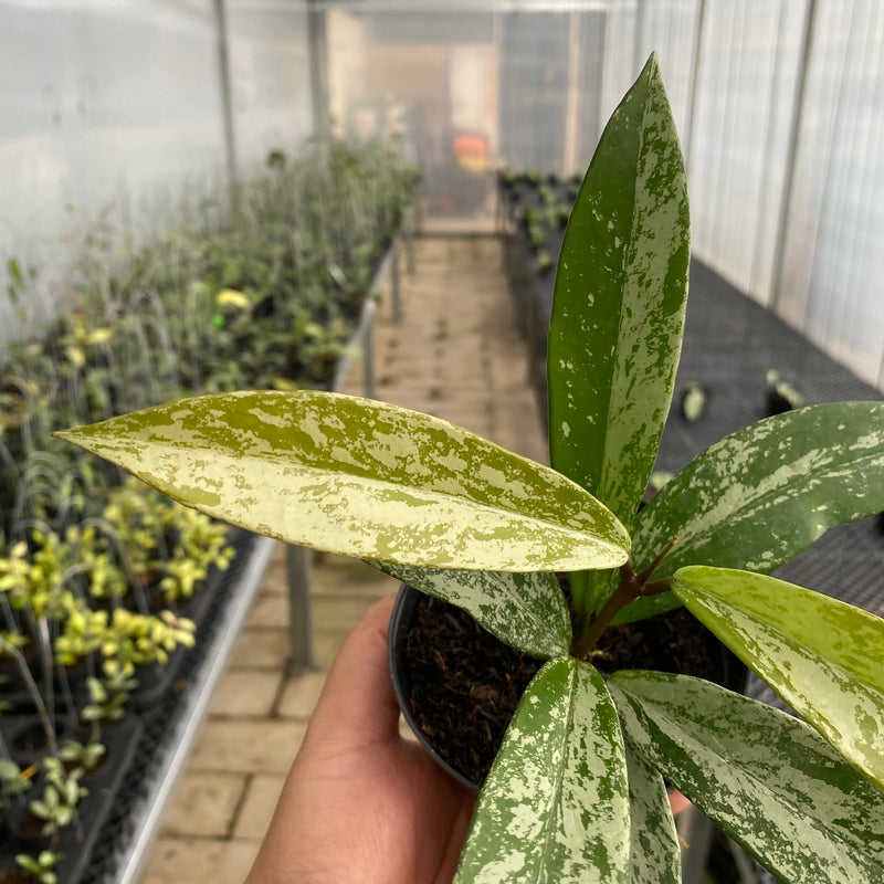 FS46-5 Hoya Pubicalyx High Splash