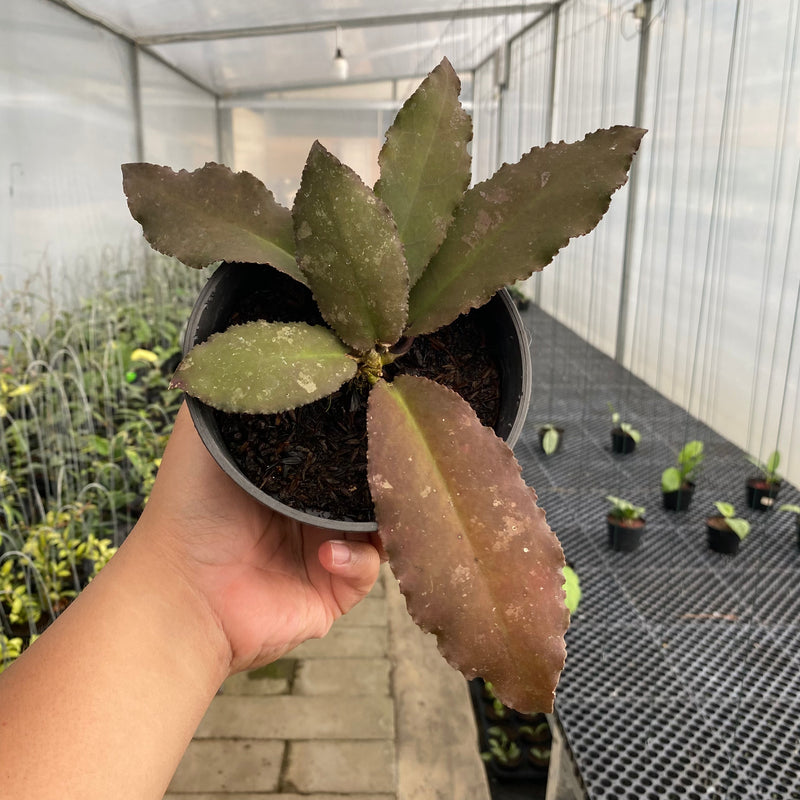 FS48-5 Hoya Undulata Red