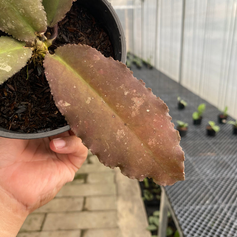FS48-5 Hoya Undulata Red