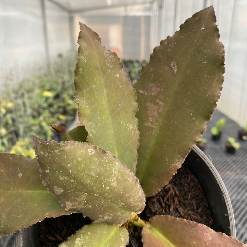 FS48-5 Hoya Undulata Red