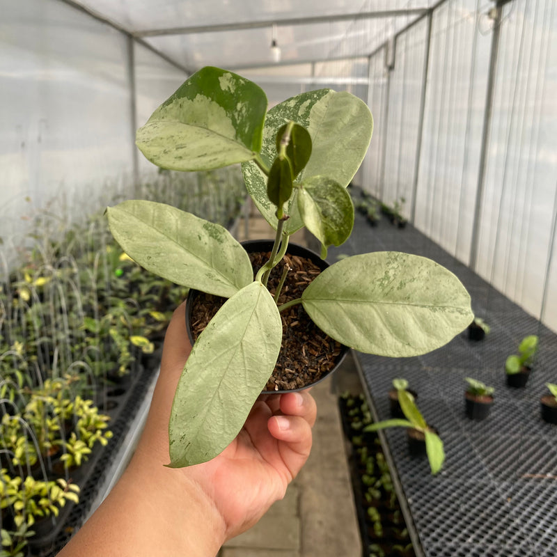 FS49-5 Hoya Coriacea Silver