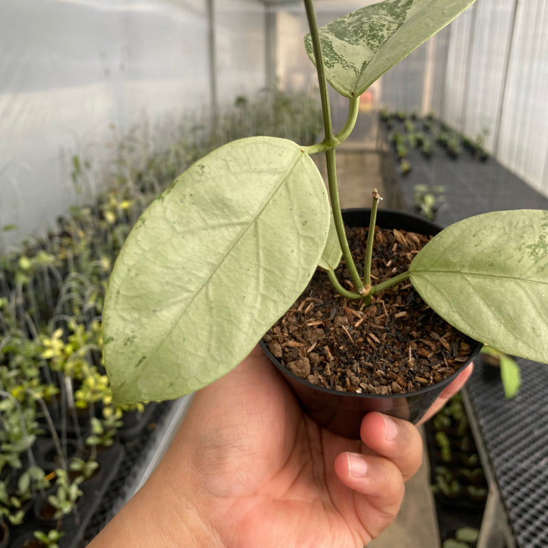 FS49-5 Hoya Coriacea Silver
