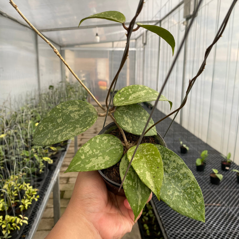FS50-5 Hoya Verticillata Nganjuk Splash