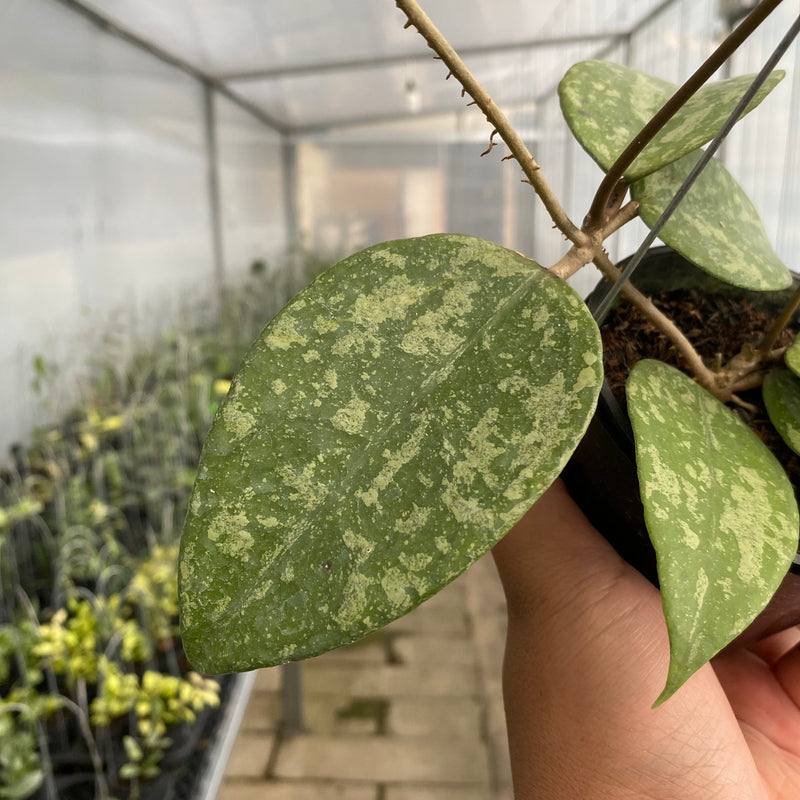 FS50-5 Hoya Verticillata Nganjuk Splash