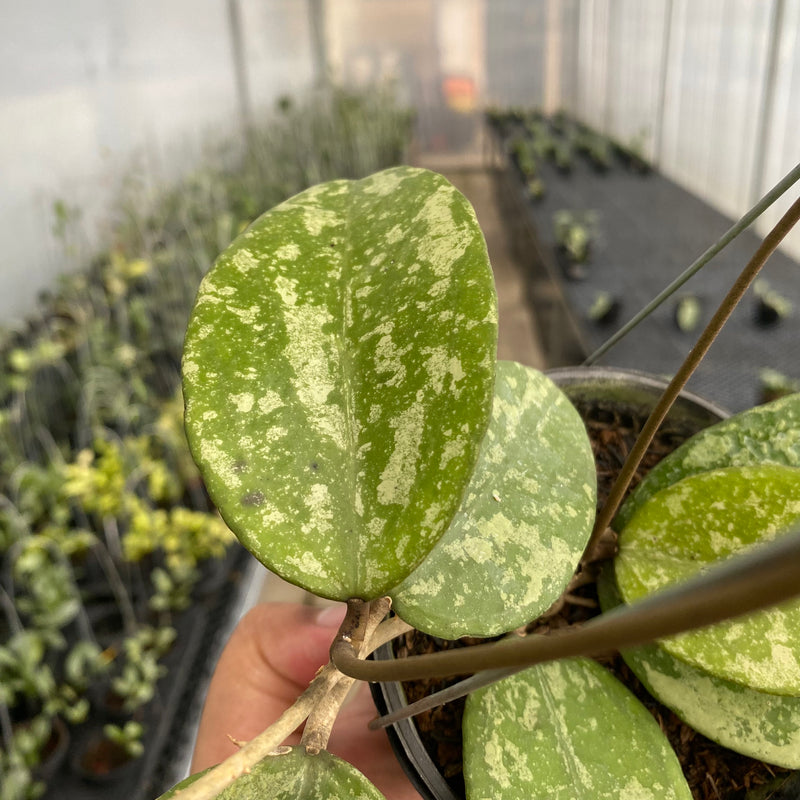 FS50-5 Hoya Verticillata Nganjuk Splash