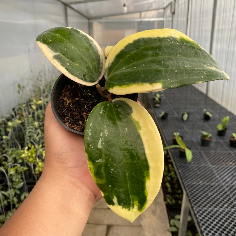 FS51-5 Hoya Latifolia Roundleaf Albomarginata