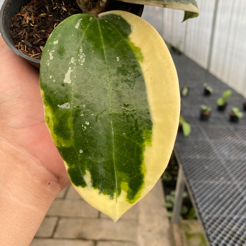 FS51-5 Hoya Latifolia Roundleaf Albomarginata