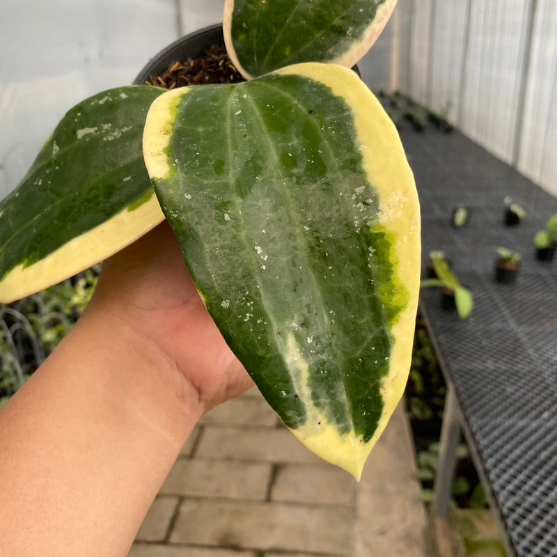 FS51-5 Hoya Latifolia Roundleaf Albomarginata