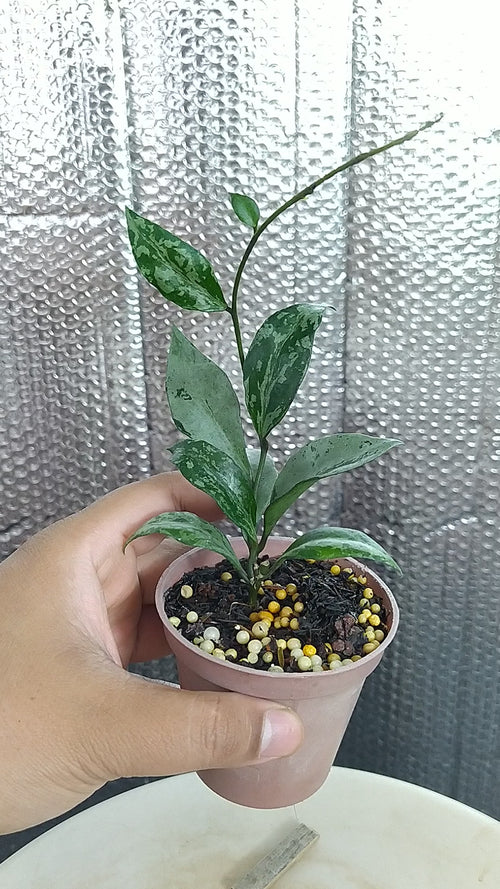 Hoya Lacunosa Green Flame — Aroidasia