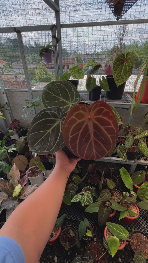 Anthurium King of Spades x Red Crystallinum — Aroidasia