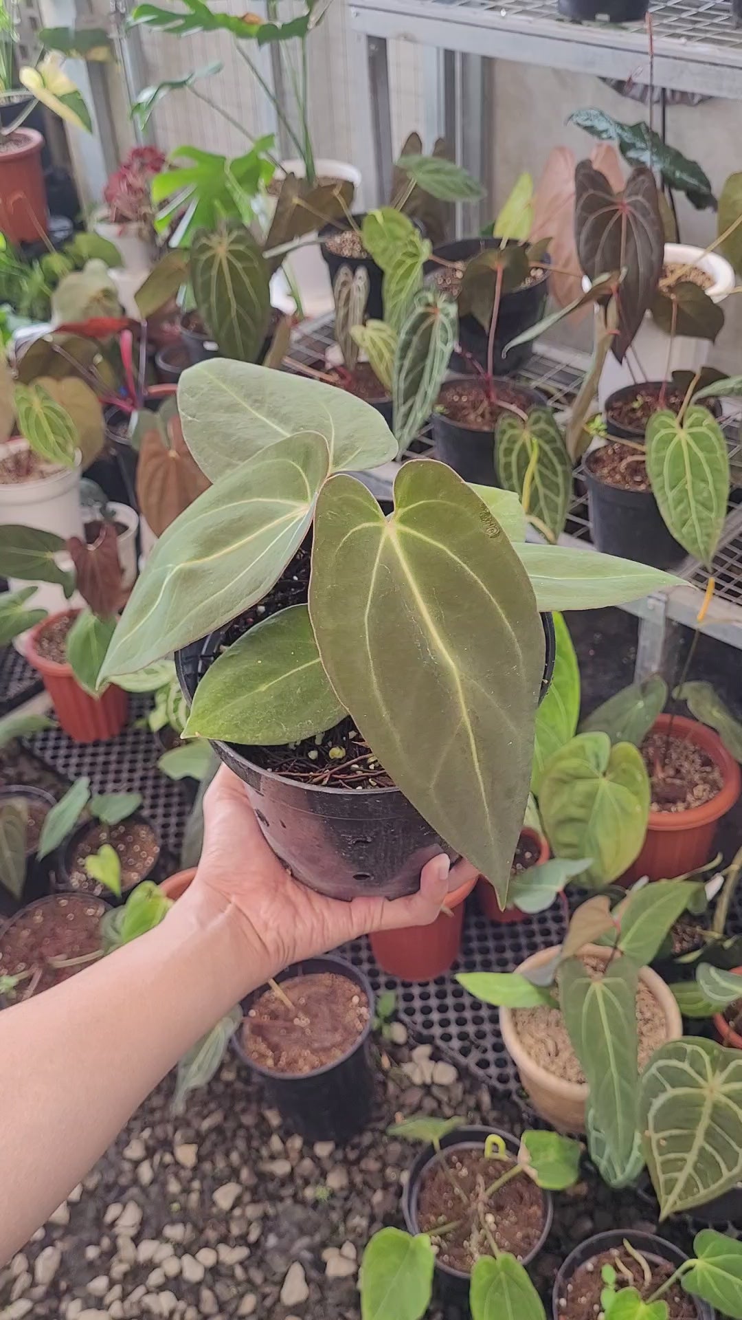 Anthurium Carla x NSE Portillae — Aroidasia