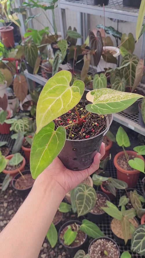 anthurium blue papillilaminum Anthurium Blue Papillilaminum Seedling Variegated — Aroidasia