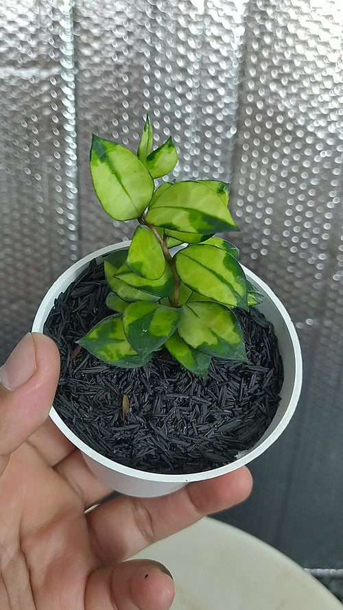 Hoya Lacunosa Asami Reverse — Aroidasia