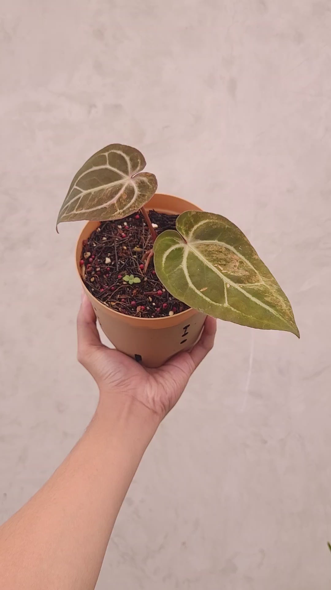 Anthurium Papillilaminum Pink Variegated x Red Crystal Michelle