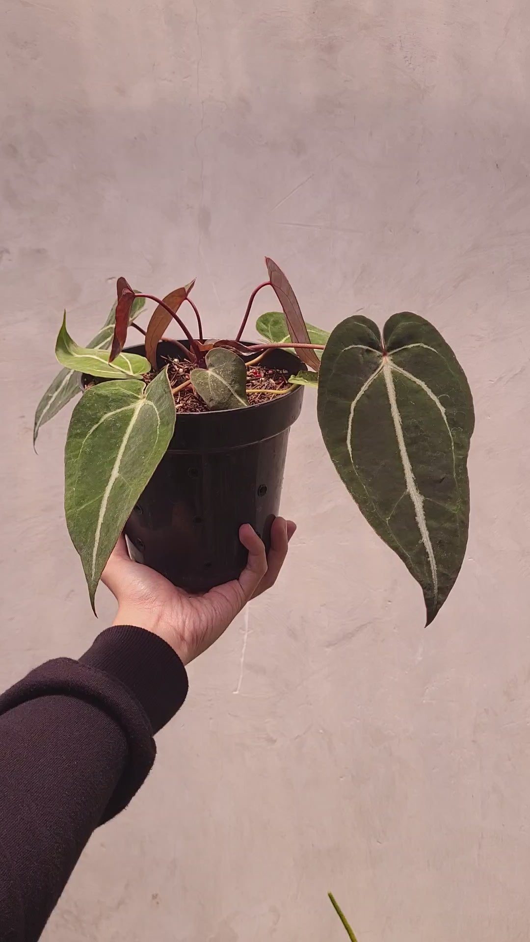 Anthurium Papillilaminum x Zara Michelle Selected — Aroidasia
