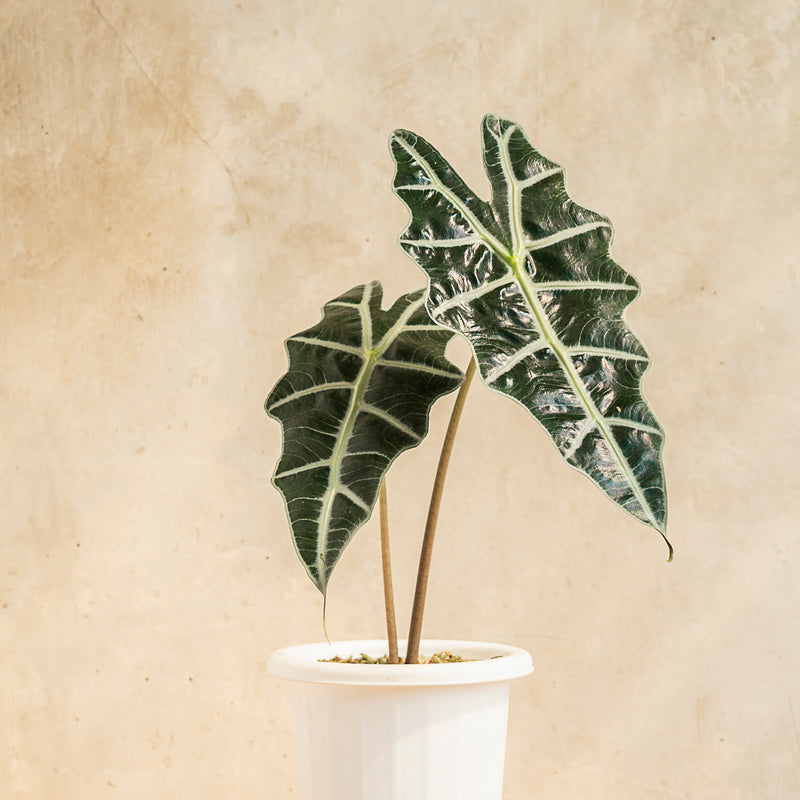 Alocasia Amazonica
