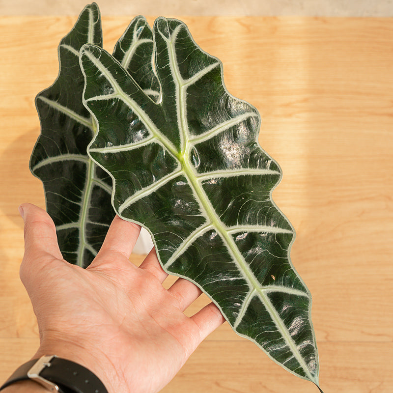 Alocasia Amazonica