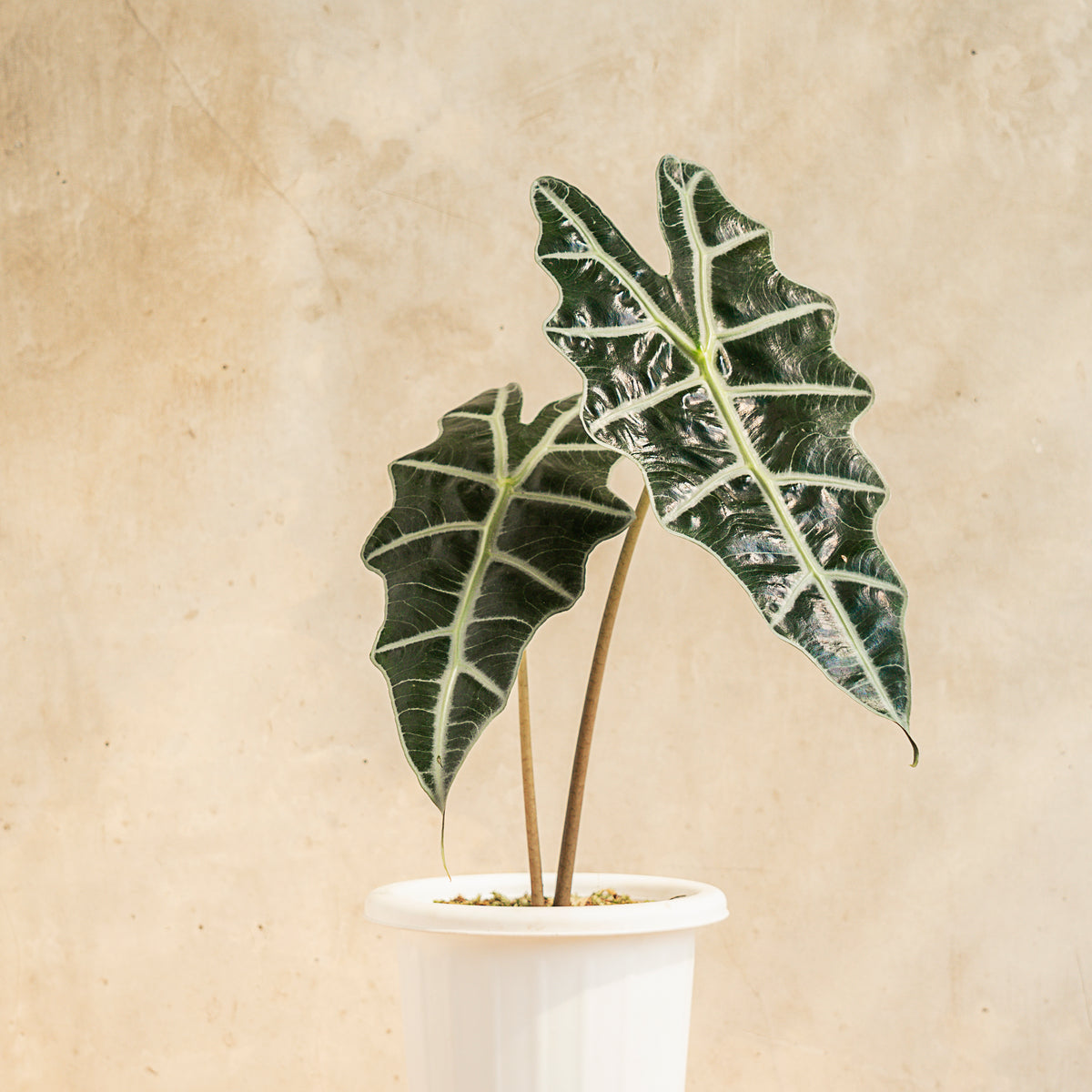 Alocasia Amazonica — Aroidasia