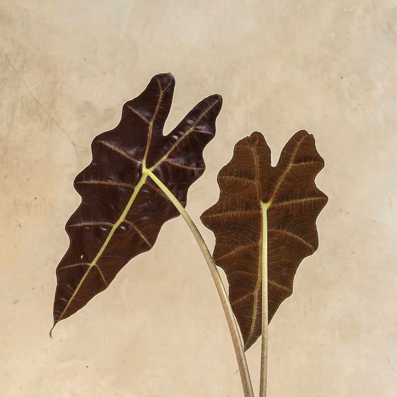 Alocasia Amazonica