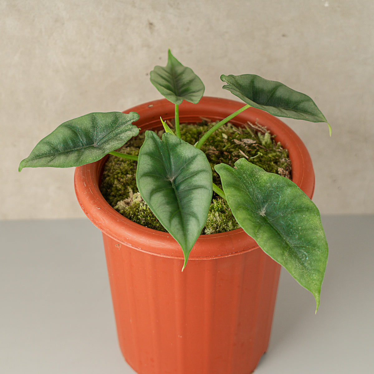 Alocasia Reversa — Aroidasia