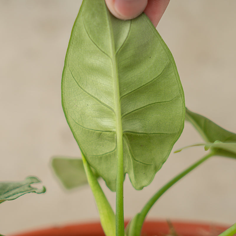 Alocasia Reversa