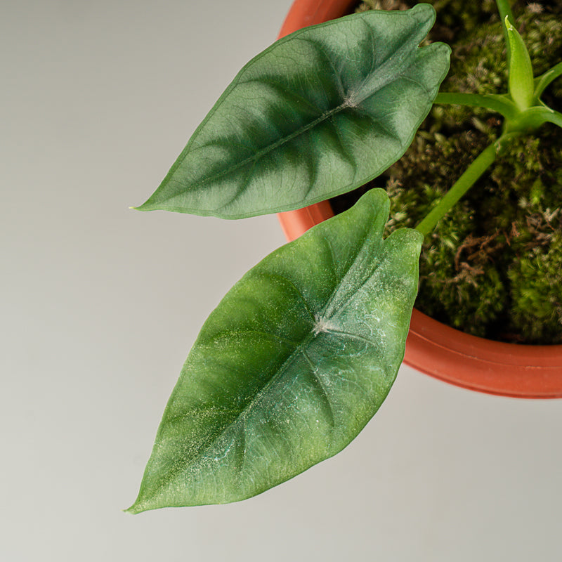 Alocasia Reversa