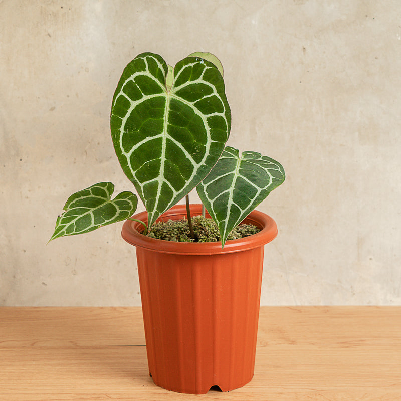 Anthurium Crystallinum Red Stem