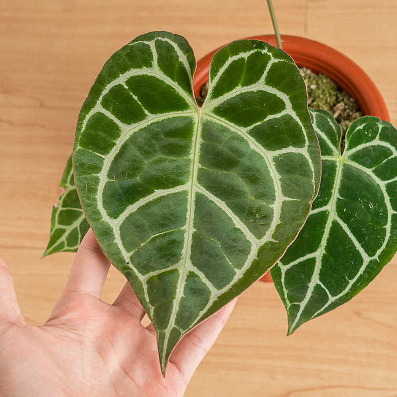 Anthurium Crystallinum Red Stem