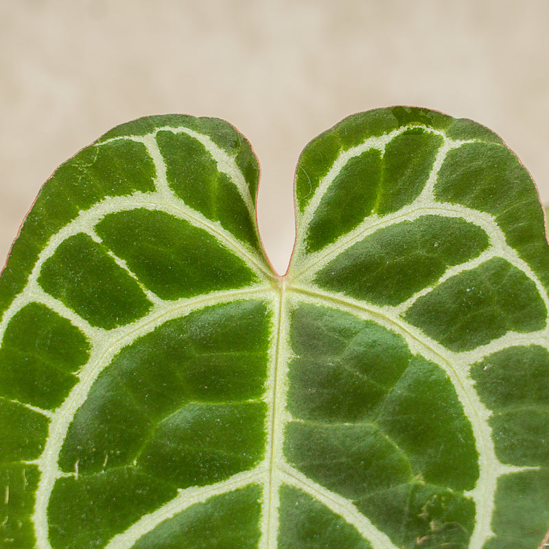 Anthurium Crystallinum Red Stem