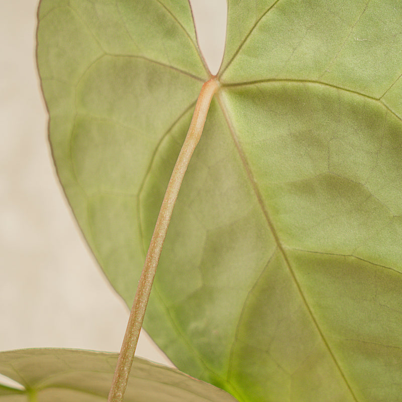 Anthurium Crystallinum Red Stem