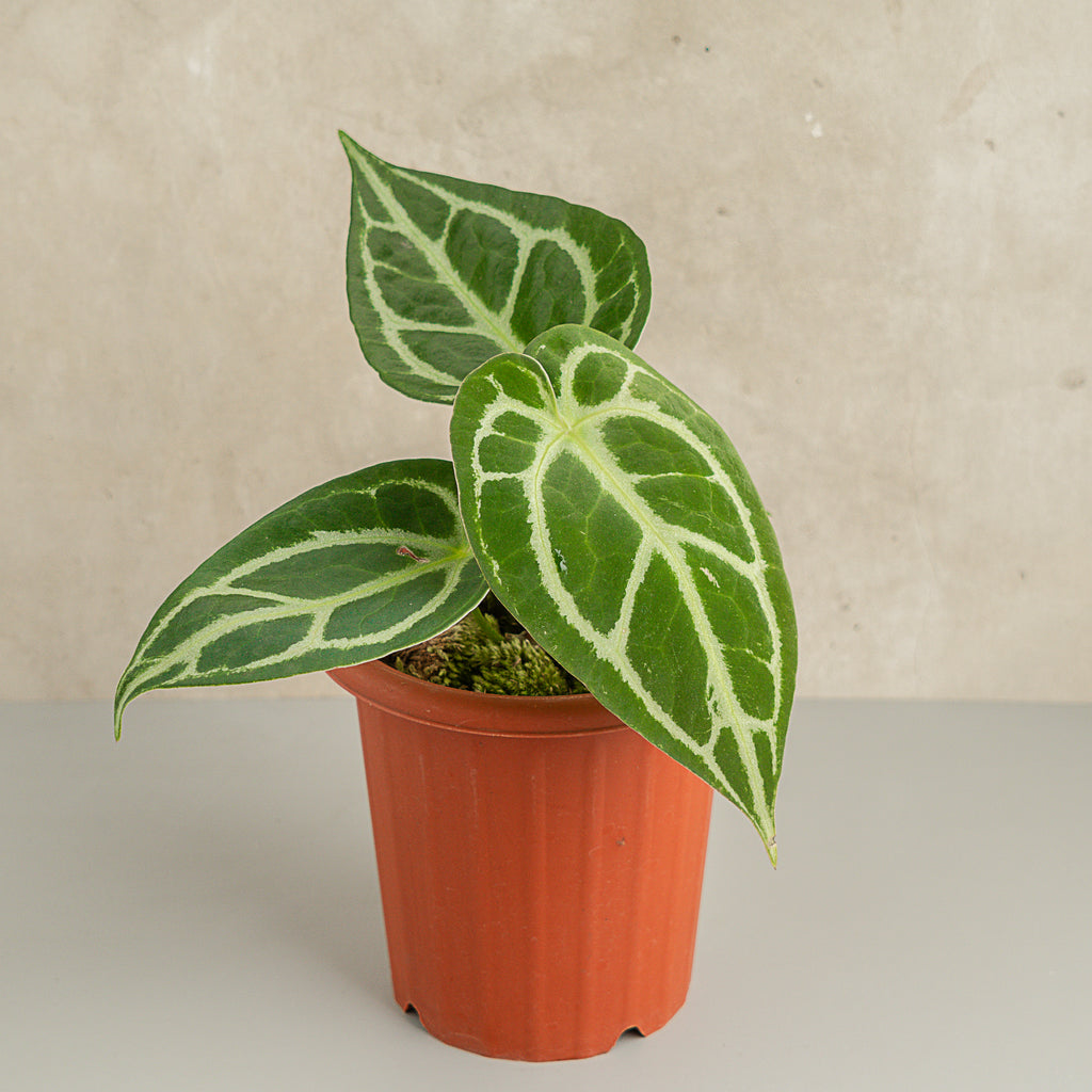 anthurium crystallinum hybrid Anthurium Crystallinum – 4.5